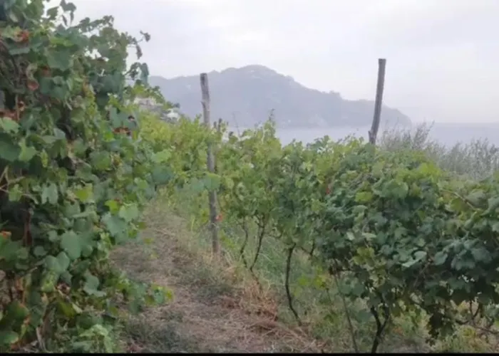 Fuoco D'amalfi Iazzetta