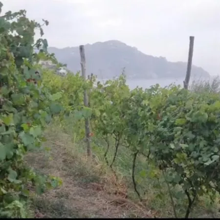 Fuoco D'amalfi Iazzetta